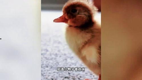 迷路的小鸭子视频