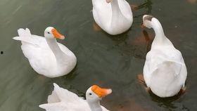 鹅鹅鹅的视频,萌趣鹅群日常大揭秘