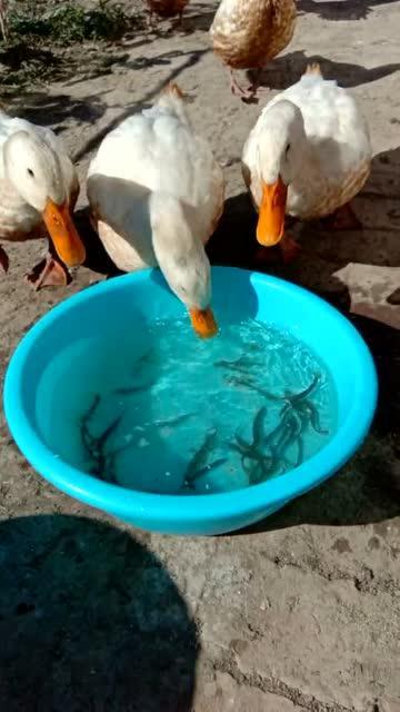 鸭子视频可爱大全