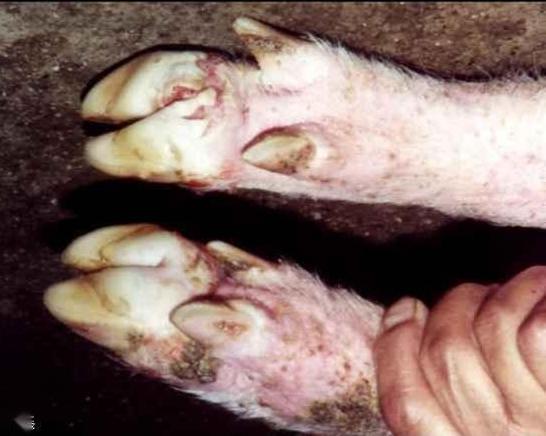 五号病视频,病毒传播、症状与预防全解析