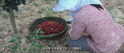 摘花椒视频,揭秘摘花椒的精彩瞬间
